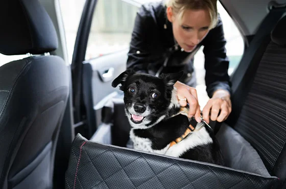 Cachorro usando cinto de segurança no banco de trás do carro